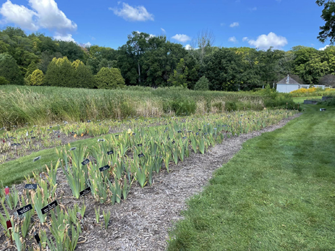 iris bed at arb